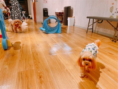 愛犬ヴィレッジ閉店のお知らせ 